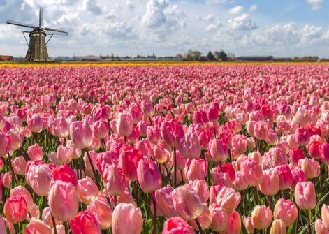 tulipan-szelmalom-hollandia-8.jpg